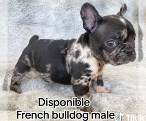 French Bulldog Puppy for sale in MORENO VALLEY, CA, USA