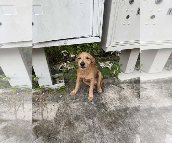 Medium Photo #3 Irish Terrier Puppy For Sale in Pompano Beach , FL, USA