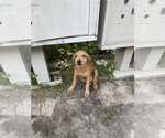 Small #2 Irish Terrier