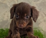 Small #6 Dachshund