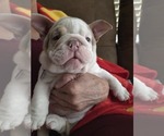 Small #16 English Bulldog