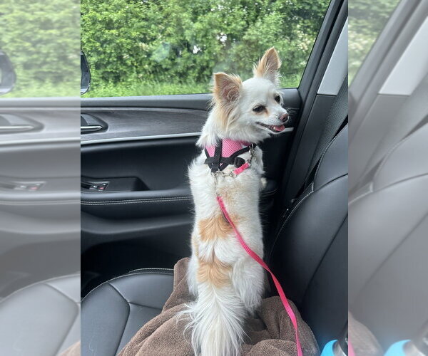 Medium Photo #7 Chihuahua Puppy For Sale in Mundelein, IL, USA