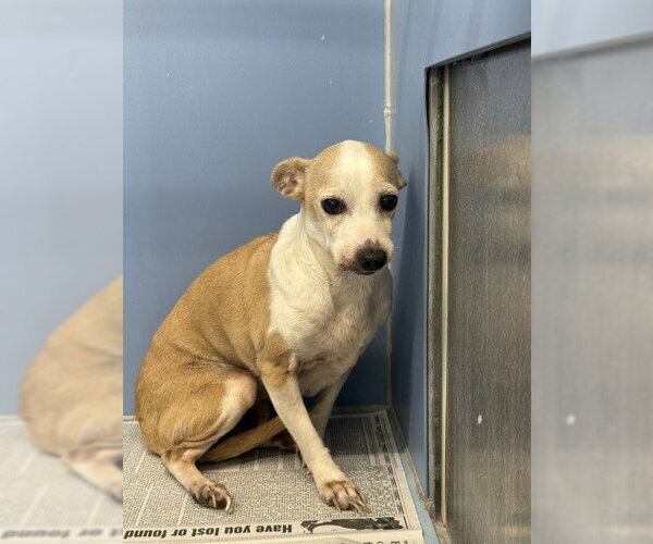 Medium Photo #1 Chihuahua Puppy For Sale in San Bernardino, CA, USA