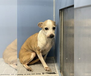 Chihuahua Dogs for adoption in San Bernardino, CA, USA