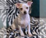 Small #3 Chihuahua Mix