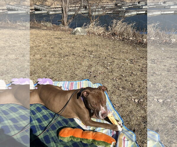 Medium Photo #4 American Pit Bull Terrier-American Staffordshire Terrier Mix Puppy For Sale in Techny, IL, USA