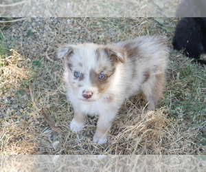 Medium Australian Shepherd