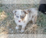Puppy Brody Australian Shepherd