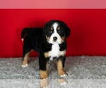 Small Photo #57 Bernese Mountain Dog Puppy For Sale in MILLERSBURG, IN, USA