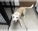 Small Labrador Retriever-Whippet Mix