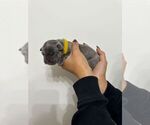Puppy Yellow Female Cane Corso