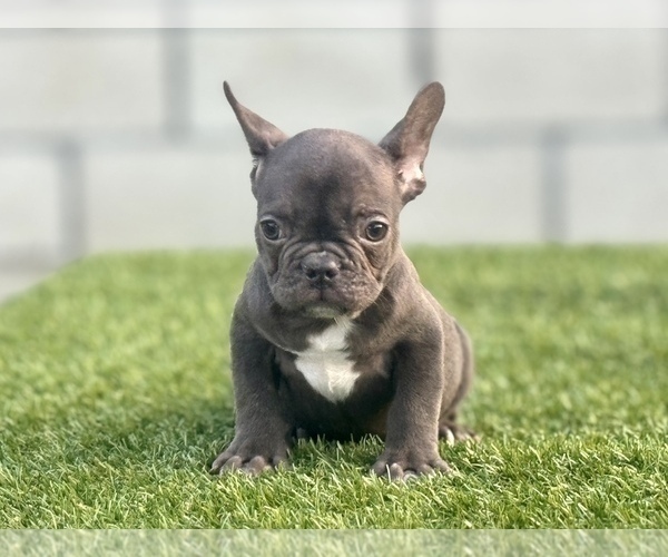Medium Photo #7 French Bulldog Puppy For Sale in PHILADELPHIA, PA, USA