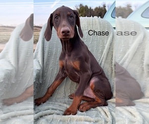 Medium Doberman Pinscher