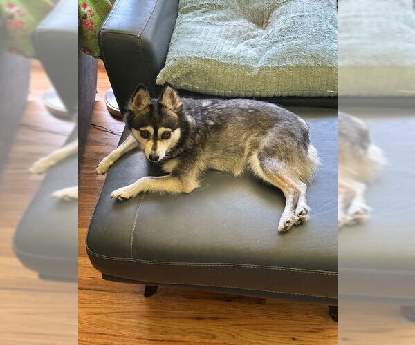 Medium Photo #4 Mutt Puppy For Sale in Minneapolis, MN, USA