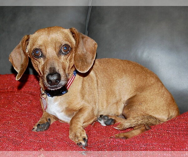 Medium Photo #12 Dachshund Puppy For Sale in Shelbyville, TN, USA