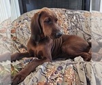 Small #1 Redbone Coonhound