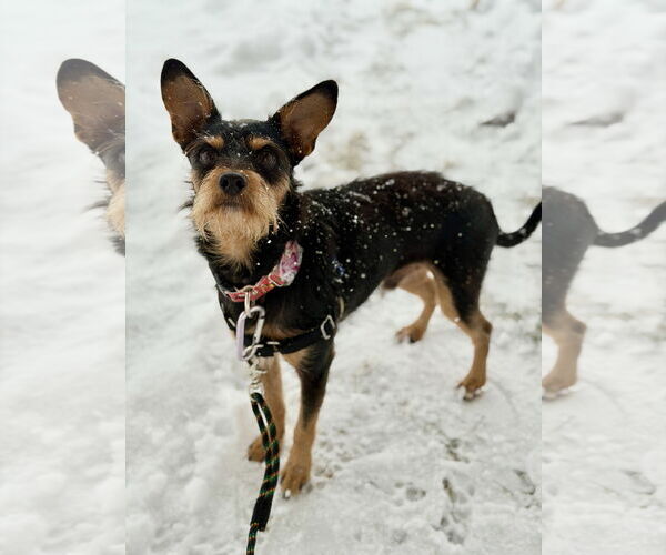 Medium Photo #2 Mutt Puppy For Sale in West Cornwall, CT, USA