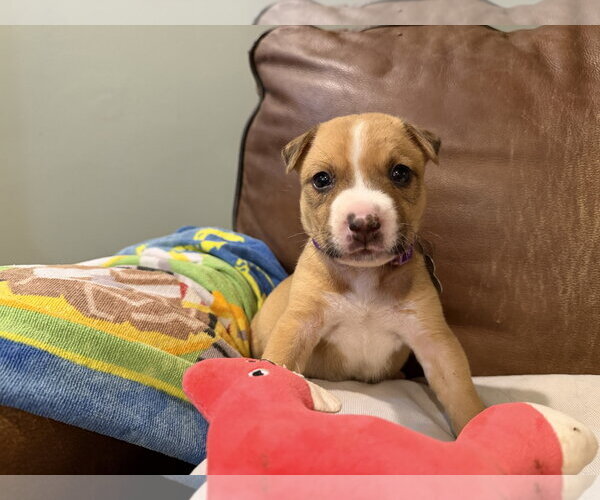 Medium Photo #7 Mutt Puppy For Sale in Holly Springs, NC, USA