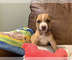 Small #6 Mutt