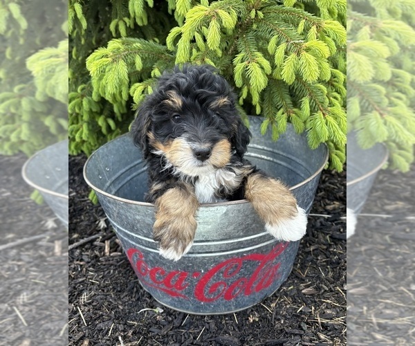 Medium Photo #4 Bernedoodle Puppy For Sale in MIDDLEBURY, IN, USA