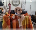 Puppy Dallas Golden Retriever