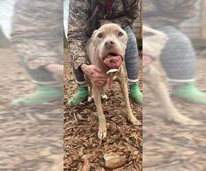 Priscilla (GA) a/k/a Prissy - Female Mutt Dog for Adoption - Photo #7