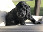 Small Photo #1 Poodle (Standard) Puppy For Sale in SAINT CLOUD, FL, USA