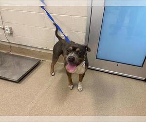 American Pit Bull Terrier-Unknown Mix Dogs for adoption in Grand Prairie, TX, USA