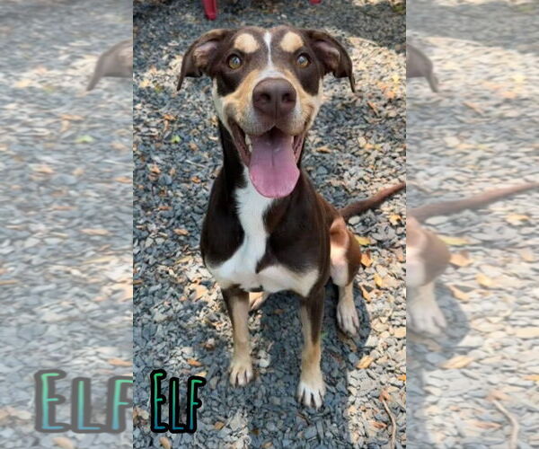 Medium Photo #2 Mutt Puppy For Sale in Woodbury, NY, USA