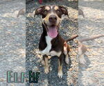 Small #1 Mutt