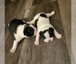 Small Photo #2 Boston Terrier Puppy For Sale in CONVERSE, TX, USA