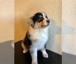 Small Photo #8 Australian Shepherd Puppy For Sale in PHOENIX, AZ, USA