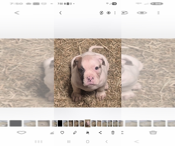 Medium Photo #1 American Bulldog Puppy For Sale in JASPER, GA, USA