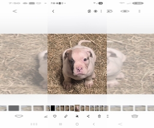 American Bulldog Puppy for sale in JASPER, GA, USA