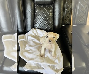 American Bully-Bull Terrier Mix Puppy for sale in LINCOLN PARK, MI, USA