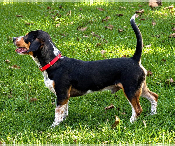 Medium Photo #12 Doxle Puppy For Sale in Dunnellon, FL, USA