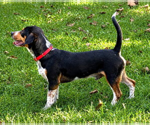 Dante - Male Doxle Dog for Adoption - Photo #12