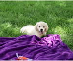 Small #4 Golden Retriever