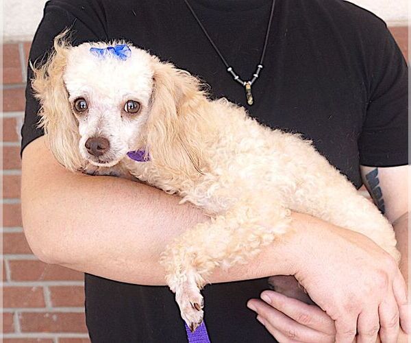 Medium Photo #3 Poodle (Miniature) Puppy For Sale in Carrollton, TX, USA