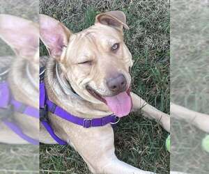 Mutt Dogs for adoption in Louisville, KY, USA