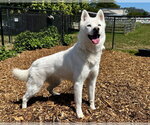 Small #1 Siberian Husky