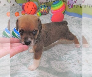 Boglen Terrier Puppy for sale in RATTAN, OK, USA
