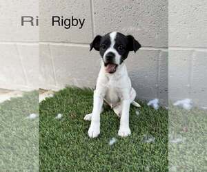 Cairn Terrier-Unknown Mix Dogs for adoption in Turlock, CA, USA
