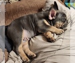 Small #5 French Bulldog