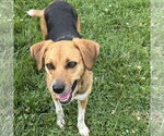 Small #3 Beagle