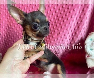 Father of the Chihuahua puppies born on 04/01/2024