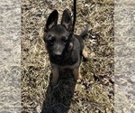 Puppy Gray Collar German Shepherd Dog
