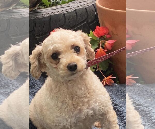 Medium Photo #3 Poodle (Miniature) Puppy For Sale in HOPKINSVILLE/PRINCETON, KY, NH, USA