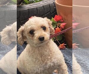 KENDRA- PERMANENT RESIDENT - Female Poodle (Miniature) Dog for Adoption - Photo #3