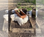 Small Photo #2 Great Pyrenees Puppy For Sale in OXFORD, MS, USA